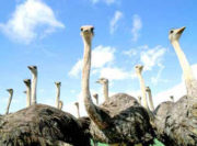 Страусиная ферма