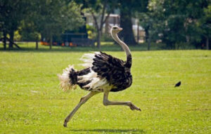 Страусиная ферма