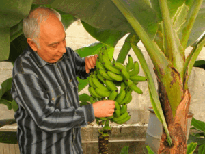 Банановая ферма